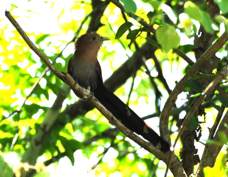 DSC_0662b.JPG