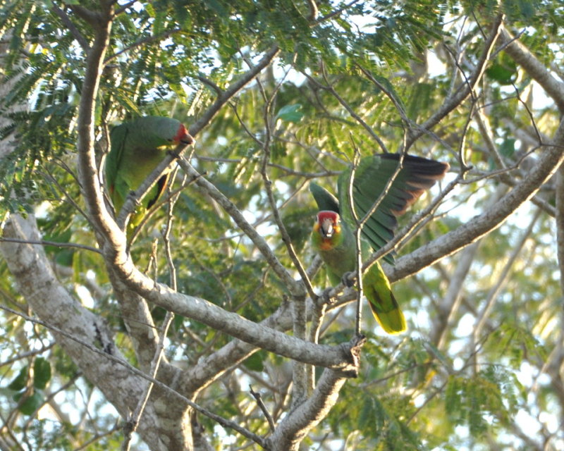 DSC_0973b.JPG