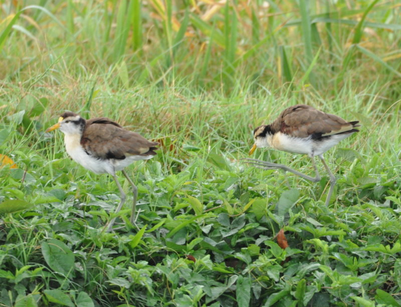 DSC_0190b.JPG