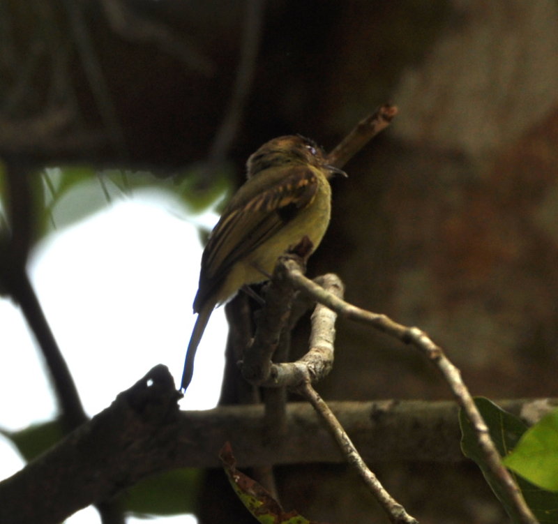 DSC_0575b.JPG