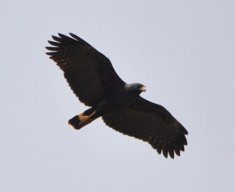 DSC_0904b.JPG