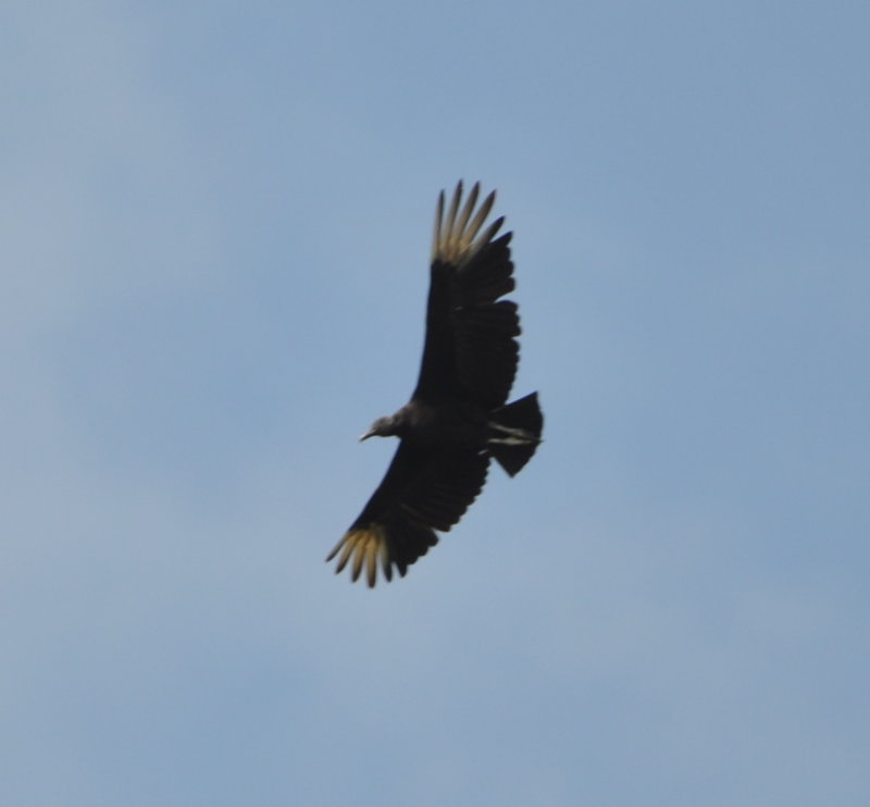 DSC_0975b.JPG