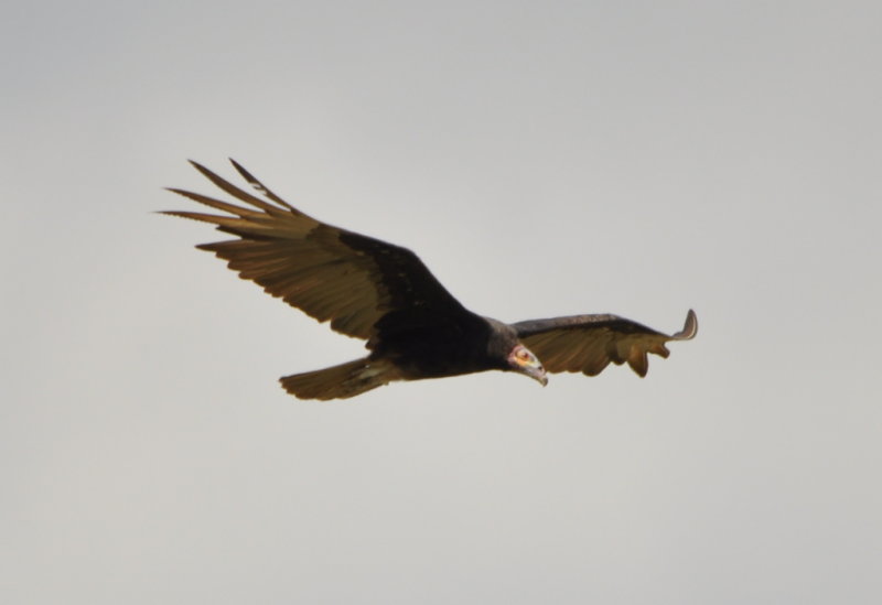 DSC_0987b.JPG