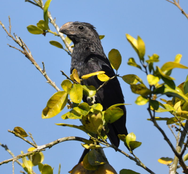 DSC_0991b.JPG