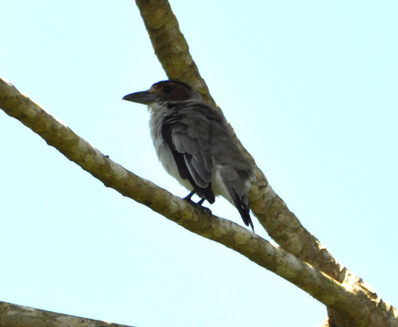 DSC_0185b.JPG