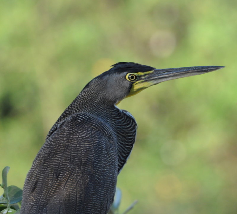 DSC_0659b.JPG
