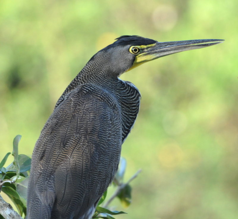 DSC_0660b.JPG