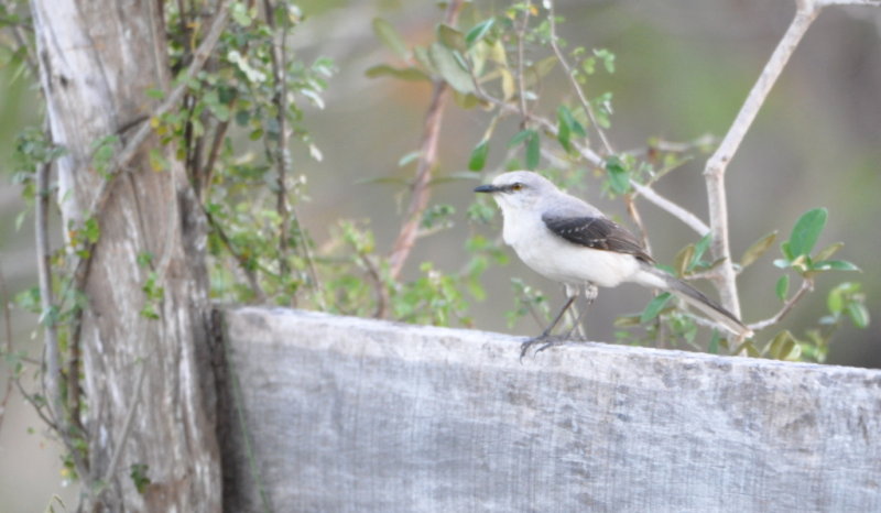 DSC_0829b.JPG