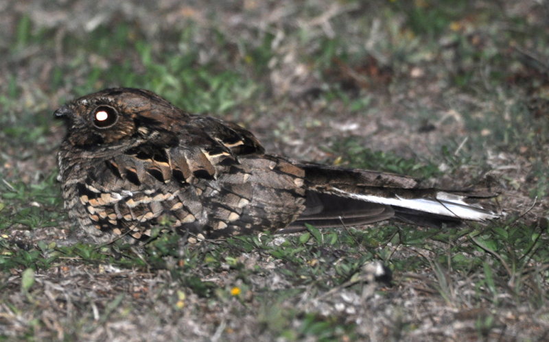 DSC_0855b.JPG