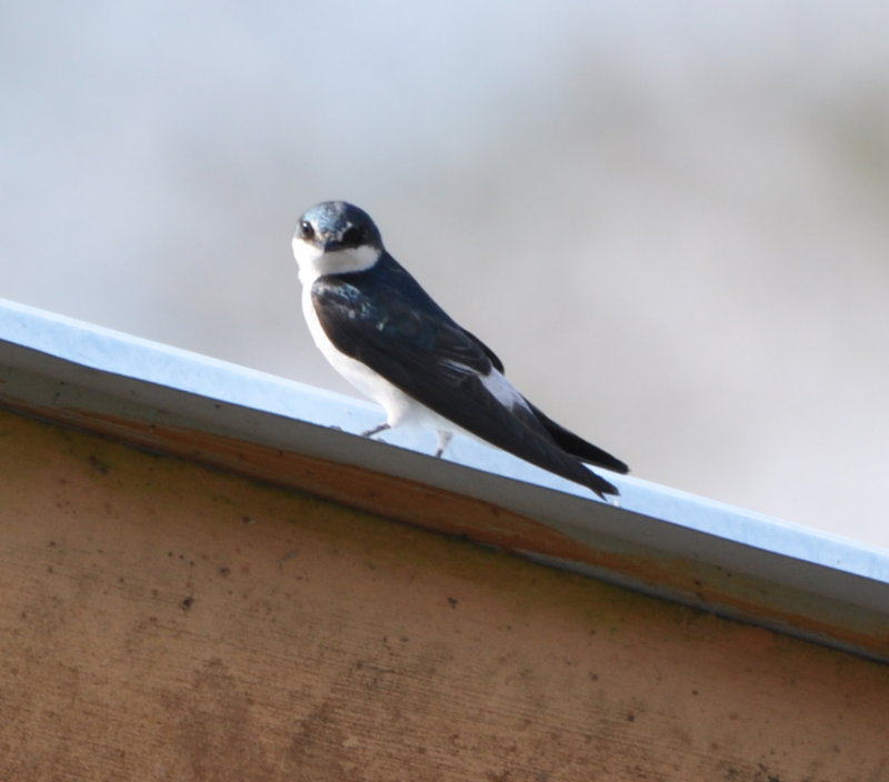 DSC_0329b.JPG