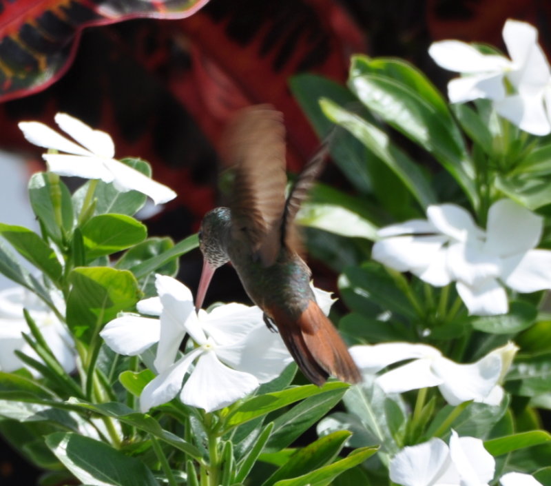 DSC_0430b.JPG
