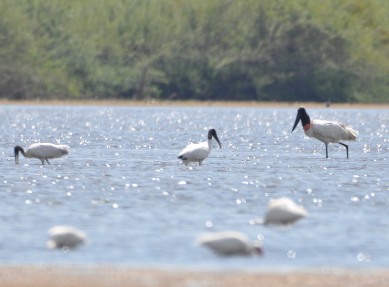 DSC_0553b.JPG