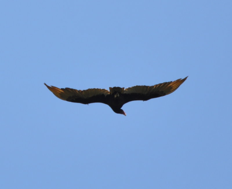 DSC_0914b.JPG