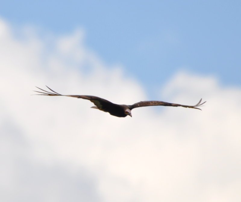 DSC_0244b.JPG