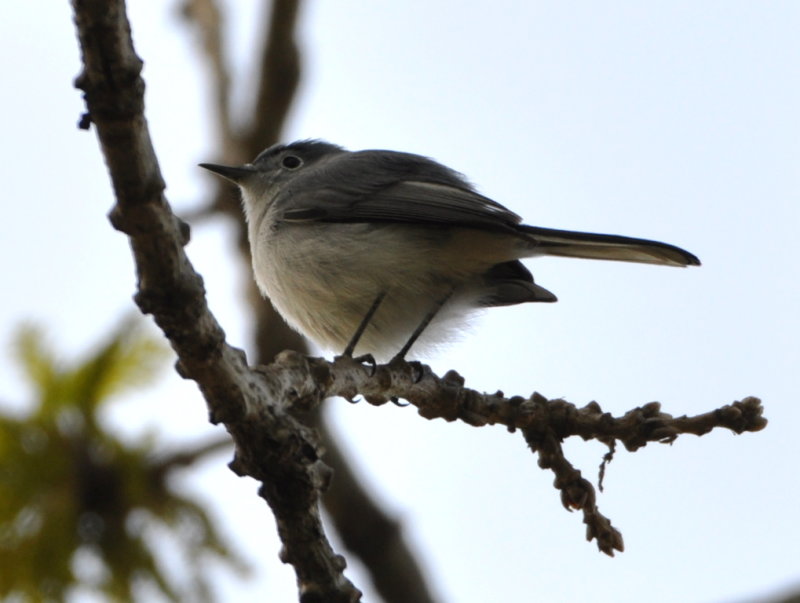 DSC_0429b.JPG