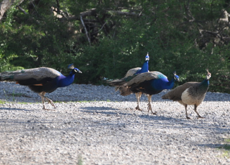 DSC_0506b.JPG
