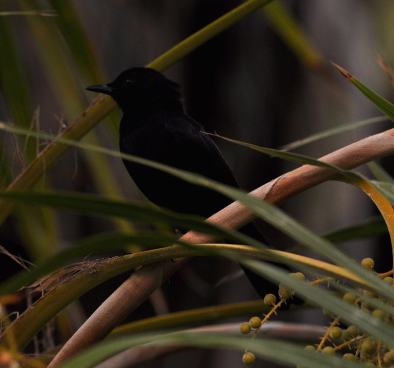 DSC_0313b.JPG