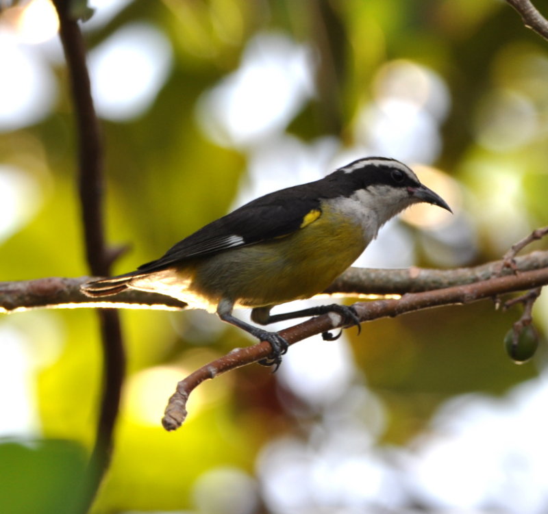 DSC_0445b.JPG