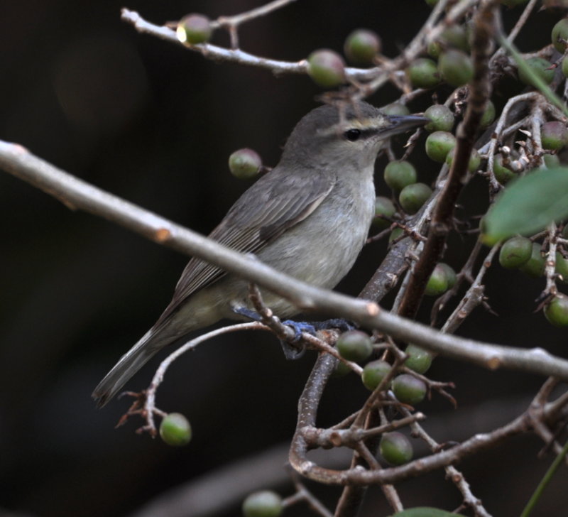 DSC_0490b.JPG