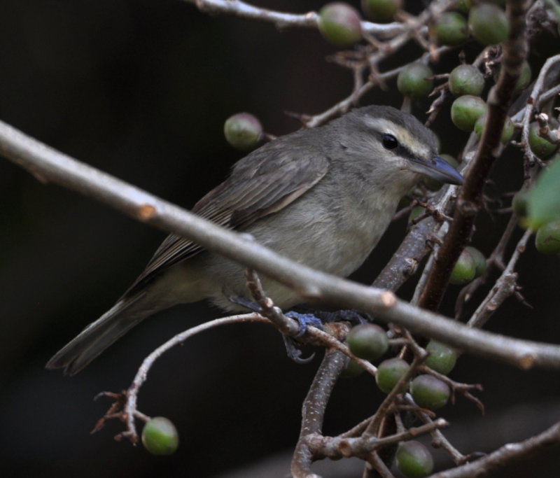 DSC_0494b.JPG