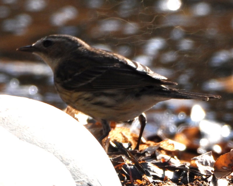 DSC_0680b.JPG