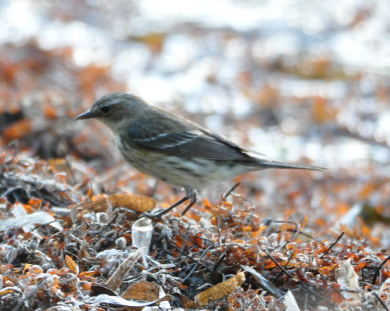 DSC_0686b.JPG