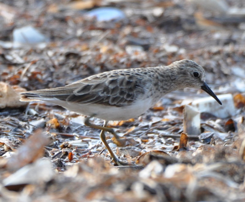 DSC_0698b.JPG