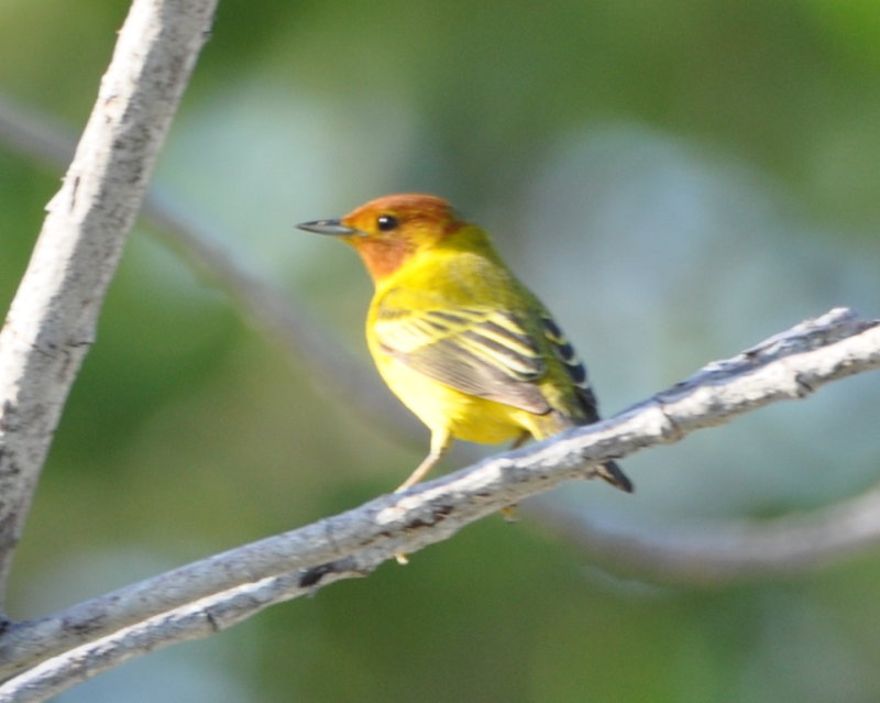 DSC_0757b.JPG