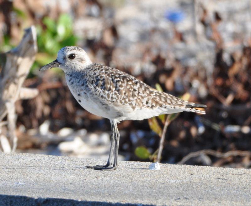 DSC_0065b.JPG