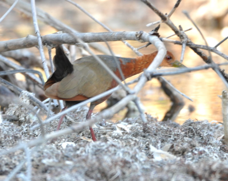DSC_0113b.JPG