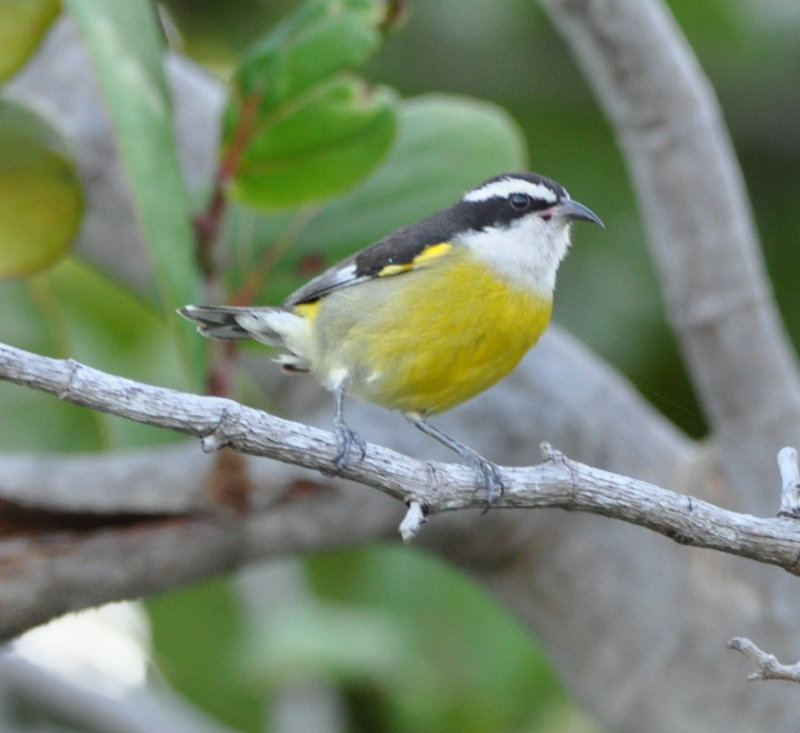 DSC_0213b.JPG