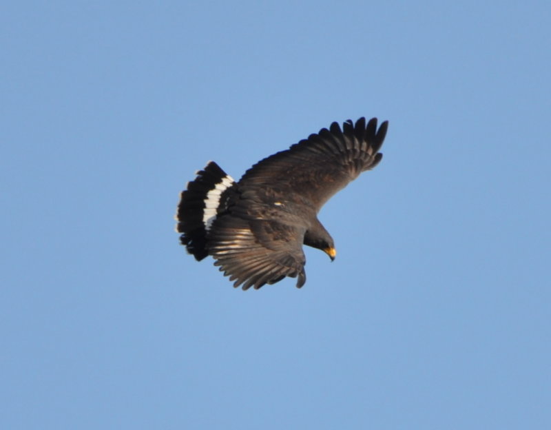 DSC_0233b.JPG