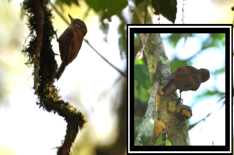 DSC_0445_comb3c.jpg