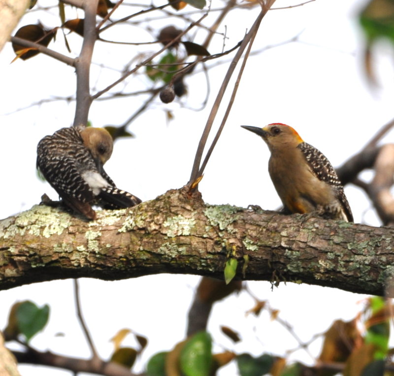 DSC_0784b.JPG