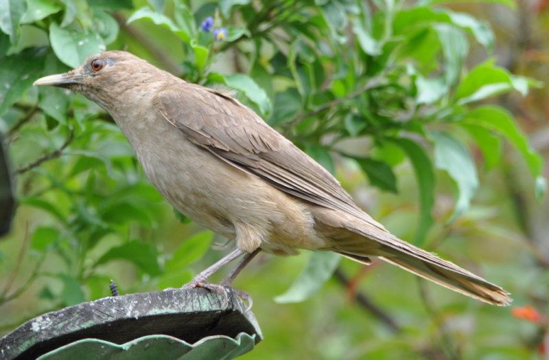 DSC_1126b.JPG