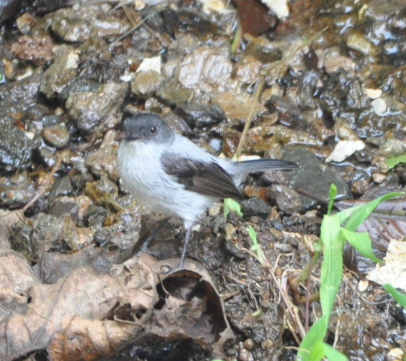 DSC_1288b.JPG