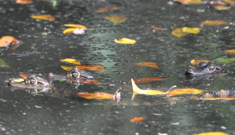 DSC_0167b.JPG