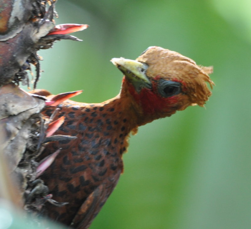 DSC_0213b.JPG