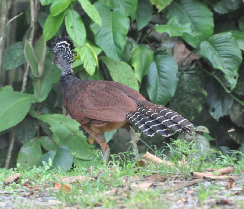 DSC_0369b.JPG