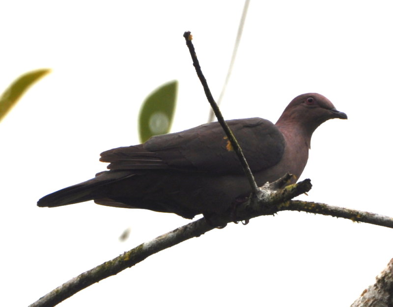 DSC_0164b.JPG
