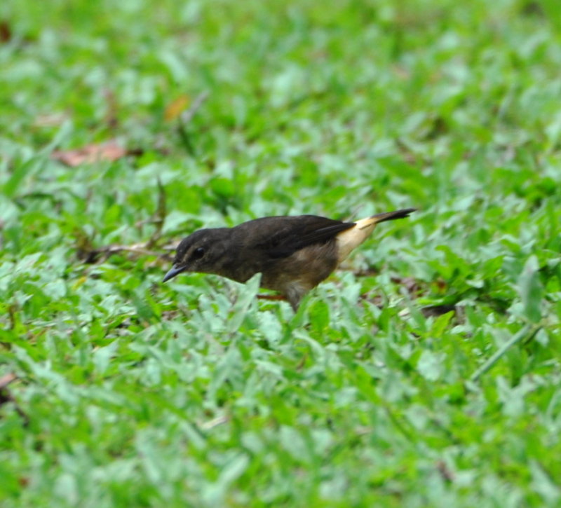 DSC_0436b.JPG