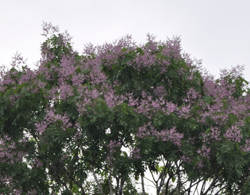 DSC_0407b.JPG