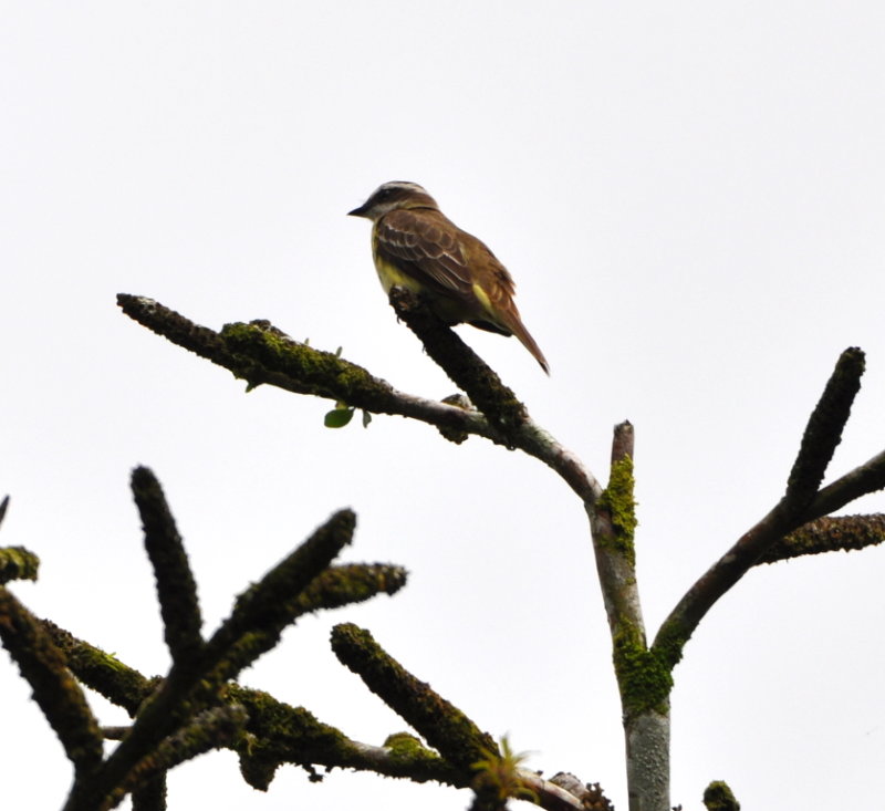 DSC_0956b.JPG