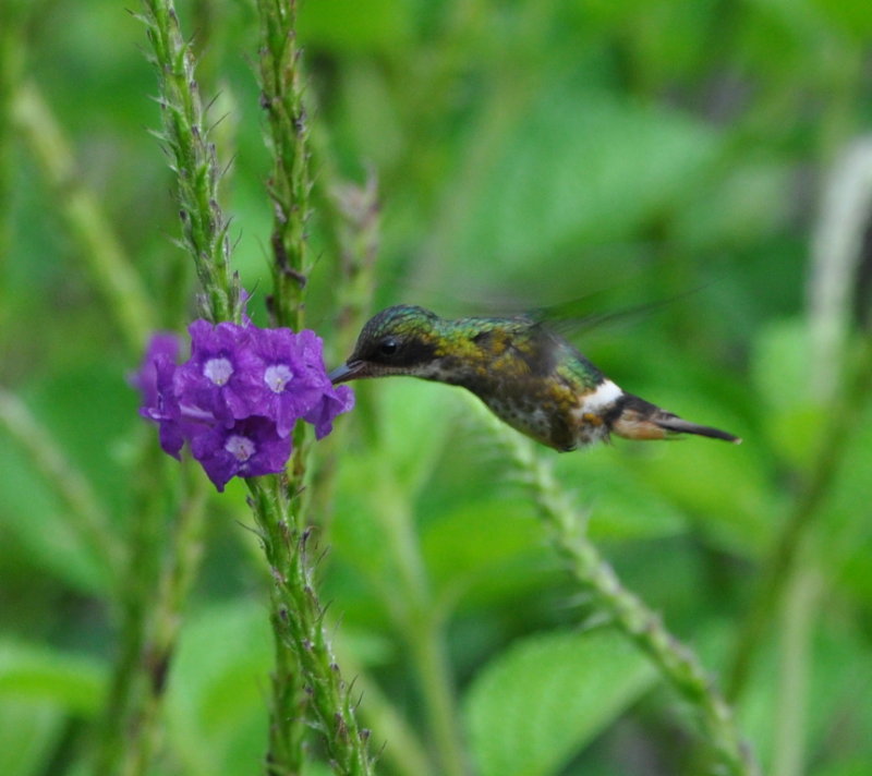 DSC_0330b.JPG