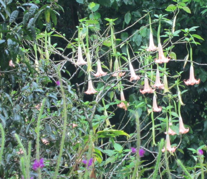 IMG_7760b.JPG