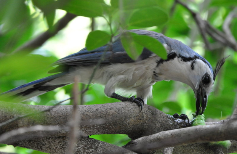 DSC_0835b.JPG