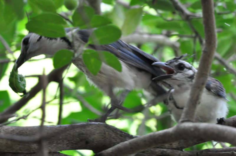 DSC_0857b.JPG