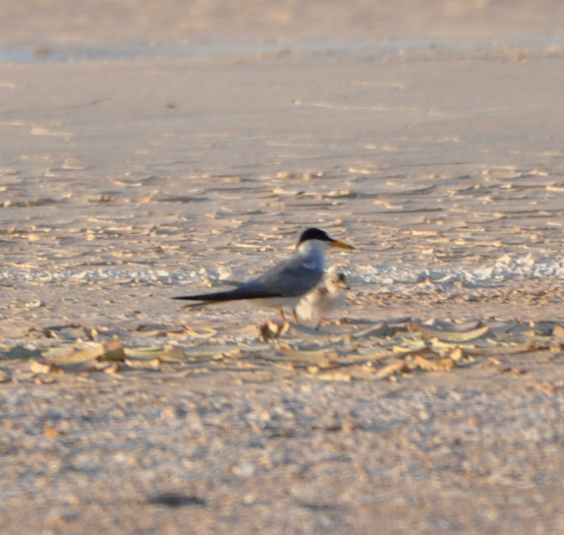 DSC_0549b.JPG