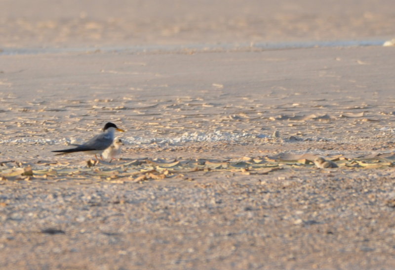 DSC_0552b.JPG