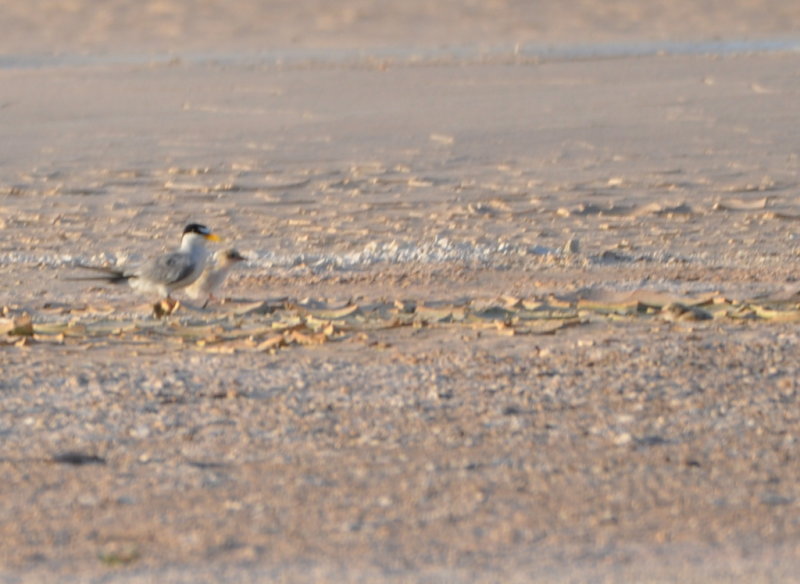 DSC_0565b.JPG